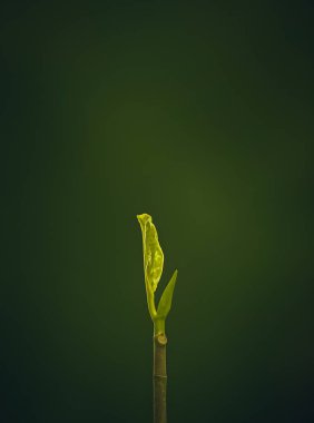 Ağaçtaki yeşil yapraklar