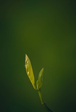 Bahçede yeşil yapraklar
