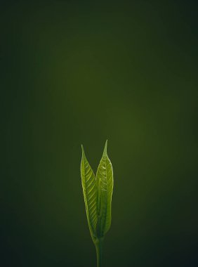 Koyu arkaplandaki yeşil bitki yaprağını metin için kopyalama alanı ile kapat. doğal arkaplan.