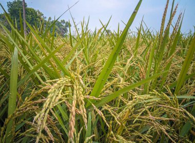 Çeltik pirinç alan yakın çekim.