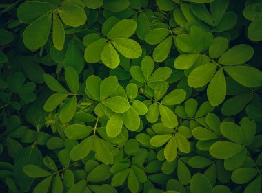 yeşil yapraklar arka plan, doğa arkaplan, yeşil yapraklar