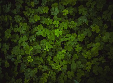 Yeşil arkaplanda yonca yaprağı