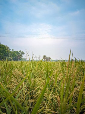 Tayland 'da yeşil pirinç tarlası