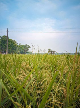 pirinç alan mavi gökyüzü arka plan