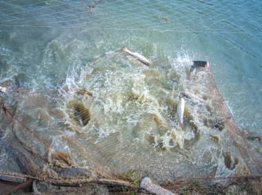 Nehirde balık ağları