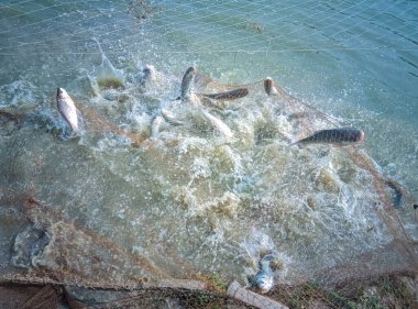Yazın gölde balık