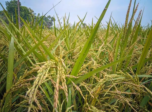 Çeltik pirinç alan yakın çekim.