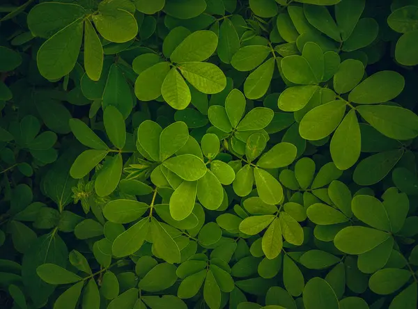 yeşil yapraklar arka plan, doğa arkaplan, yeşil yapraklar