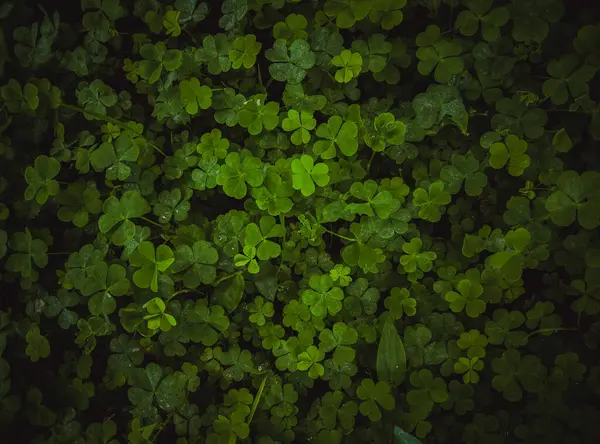 Yeşil arkaplanda yonca yaprağı