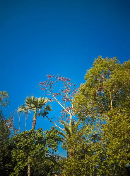 Mavi gökyüzüne karşı palmiye ağacı. seyahat arkaplanı