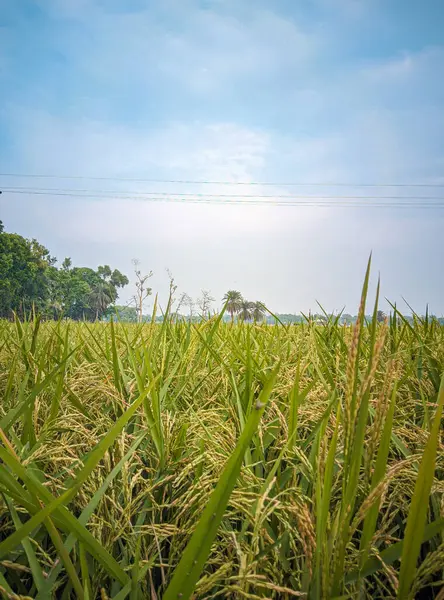 Tayland 'da yeşil pirinç tarlası
