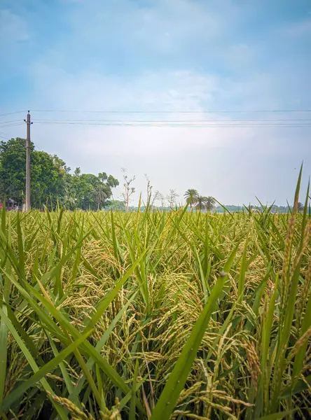 pirinç alan mavi gökyüzü arka plan