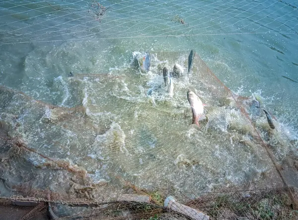 Gölde alabalık avı