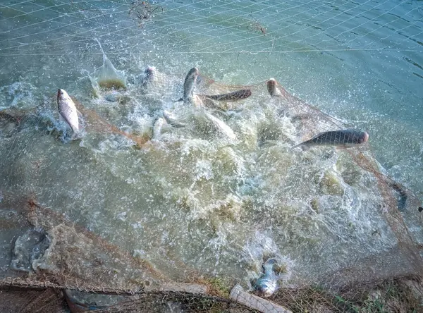 Yazın gölde balık