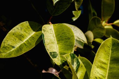 Detaylı botanik güzelliği. Makro, bir bitki yaprağının detaylı dokusunu ve çarpıcı çeşitliliğini vurguluyor. Yeşil ve sarı tonlarda doğal, organik desenler..