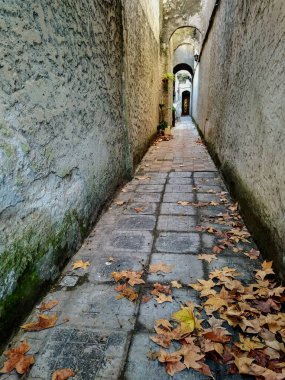 Şehirde sonbahar yaprakları