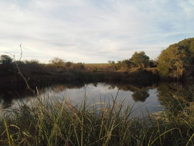 Bir gölü ve ağacı olan güzel bir manzara.