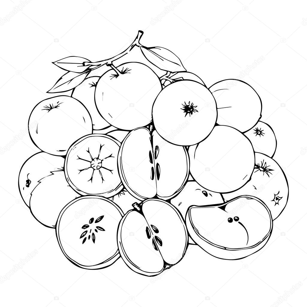 A detailed hand-drawn line art of a bunch of apples. This elegant sketch style is ideal for organic food branding, packaging, educational designs, and vintage-themed artwork.