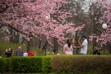 Tallinn, Estonya - 19 Nisan 2025: Tallinn Old Town 'da bahar mevsimi: İnsanlar canlı pembe sakura ağaçlarının altında çiçek açan kiraz çiçeklerinin keyfini çıkarıp fotoğraflarını çekiyorlar.