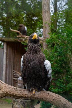 Majestic Steller 'ın deniz kartalı doğal bir hayvanat bahçesi çevresindeki bir dala tünemişti. Detaylı bir şekilde ele geçirilmiş. Vahşi yaşam, koruma ve yırtıcı kuş konsepti..