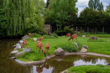 Huzurlu bir nyala antilop grubu yemyeşil bir yaşam alanında sakin bir gölette otluyor. Sakin vahşi yaşam sahnesi yoğun ağaçlar, kayalar ve sudaki yansımalarla çerçevelenmiştir. Prag, Çek Cumhuriyeti