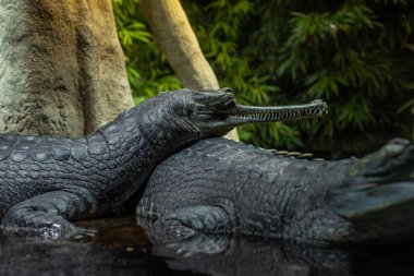 İki Ganj timsahının (Gavialis gangeticus) belirgin uzun burunları ve gür, tropikal bir ortamda suyun yanında dinlenen dokulu derisi vardır. Prag, Çek Cumhuriyeti.