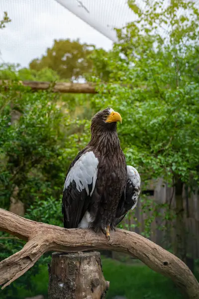 Majestic Steller 'ın deniz kartalı doğal bir hayvanat bahçesi çevresindeki bir dala tünemişti. Detaylı bir şekilde ele geçirilmiş. Vahşi yaşam, koruma ve yırtıcı kuş konsepti..
