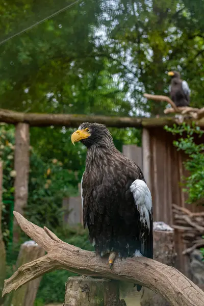 Majestic Steller 'ın deniz kartalı doğal bir hayvanat bahçesi çevresindeki bir dala tünemişti. Detaylı bir şekilde ele geçirilmiş. Vahşi yaşam, koruma ve yırtıcı kuş konsepti..