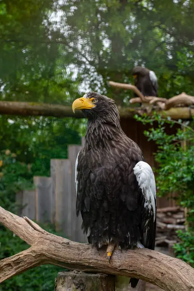Majestic Steller 'ın deniz kartalı doğal bir hayvanat bahçesi çevresindeki bir dala tünemişti. Detaylı bir şekilde ele geçirilmiş. Vahşi yaşam, koruma ve yırtıcı kuş konsepti..