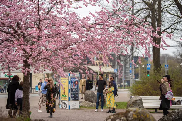 Tallinn, Estonya - 19 Nisan 2025: Tallinn Old Town 'da bahar mevsimi: İnsanlar canlı pembe sakura ağaçlarının altında çiçek açan kiraz çiçeklerinin keyfini çıkarıp fotoğraflarını çekiyorlar.