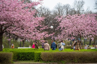 Tallinn, Estonya - 19 Nisan 2025: Tallinn Old Town 'da bahar mevsimi: İnsanlar canlı pembe sakura ağaçlarının altında çiçek açan kiraz çiçeklerinin keyfini çıkarıp fotoğraflarını çekiyorlar.