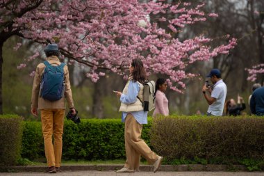 Tallinn, Estonya - 19 Nisan 2025: Tallinn Old Town 'da bahar mevsimi: İnsanlar canlı pembe sakura ağaçlarının altında çiçek açan kiraz çiçeklerinin keyfini çıkarıp fotoğraflarını çekiyorlar.