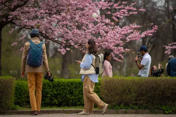 Tallinn, Estonya - 19 Nisan 2025: Tallinn Old Town 'da bahar mevsimi: İnsanlar canlı pembe sakura ağaçlarının altında çiçek açan kiraz çiçeklerinin keyfini çıkarıp fotoğraflarını çekiyorlar.