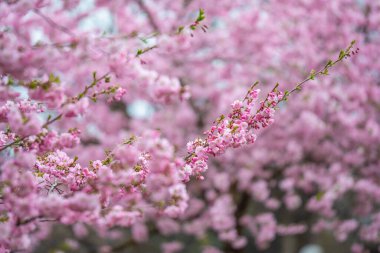 Nisan ayında Estonya 'nın Tallinn kentinde çekilen güzel pembe kiraz çiçeklerinin yakın çekimi. Yumuşak odak arka planı, romantik ve sakin bahar atmosferini arttırır. Mevsimlik temalar için ideal
