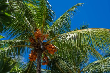Tatil konsepti, güneşli bir yaz gününde Mauritius Adası 'nda güzel bir hindistan cevizi palmiyesinin alçak açılı görüntüsü. Arkaplanda açık mavi gökyüzü.