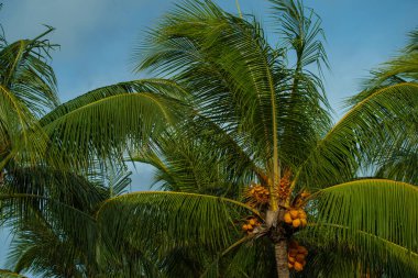 Tatil konsepti, güneşli bir yaz gününde Mauritius Adası 'nda güzel bir hindistan cevizi palmiyesinin alçak açılı görüntüsü. Arka planda açık mavi bir gökyüzü. Seçici odak, bulanık arkaplan.