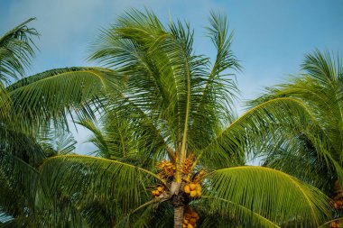 Tatil konsepti, güneşli bir yaz gününde Mauritius Adası 'nda güzel bir hindistan cevizi palmiyesinin alçak açılı görüntüsü. Arka planda açık mavi bir gökyüzü. Seçici odak, bulanık arkaplan.