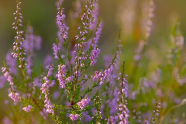 Güneşli bir yaz akşamında çiçek açan kenevirin (Calluna vulgaris) yakın plan fotoğrafı. Seçici odak, bulanık arkaplan.