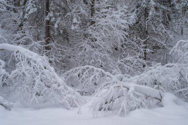 Karlı bir ormanda devrilmiş ağaçlar. Kış ormanı Bulutlu bir kış gününde Estonya kırsalında karla kaplı ağaçlar. Saula, Estonya. Seçici odak, bulanık arkaplan.