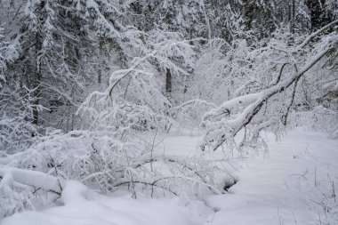 Karlı bir ormanda devrilmiş ağaçlar. Kış ormanı Bulutlu bir kış gününde Estonya kırsalında karla kaplı ağaçlar. Saula, Estonya.