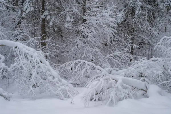 Karlı bir ormanda devrilmiş ağaçlar. Kış ormanı Bulutlu bir kış gününde Estonya kırsalında karla kaplı ağaçlar. Saula, Estonya. Seçici odak, bulanık arkaplan.