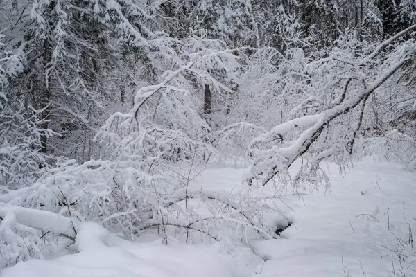 Karlı bir ormanda devrilmiş ağaçlar. Kış ormanı Bulutlu bir kış gününde Estonya kırsalında karla kaplı ağaçlar. Saula, Estonya.