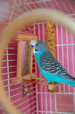 Pembe bir kuş kafesinde tünekte oturmuş aynada kendine bakan canlı mavi muhabbet kuşu. Neşeli bir çevresi olan sevimli bir evcil kuş. Hayvan bakımı, kuş yaşam tarzı ve ev hayvanı içeriği..