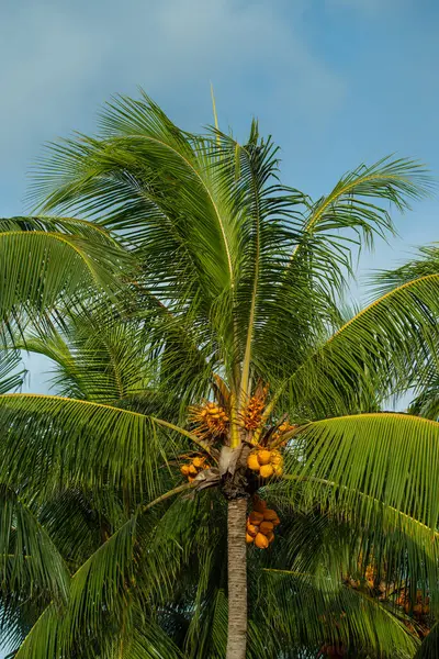 Tatil konsepti, güneşli bir yaz gününde Mauritius Adası 'nda güzel bir hindistan cevizi palmiyesinin alçak açılı görüntüsü. Arkaplanda açık mavi gökyüzü.