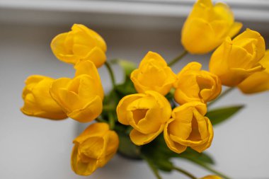 Pencere kenarına yerleştirilmiş cam vazodaki taze sarı lalelerin en üstteki fotoğrafı. Doğal ışık canlı yaprakları ve yemyeşil yaprakları vurgular, parlak ve neşeli bir bahar havası yaratır.. 