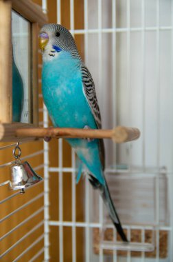 Bir kuş kafesinde tünekte oturmuş aynada kendine bakan canlı mavi muhabbet kuşu. Neşeli bir çevresi olan sevimli bir evcil kuş. Hayvan bakımı, kuş yaşam tarzı ve ev hayvanı içeriği..