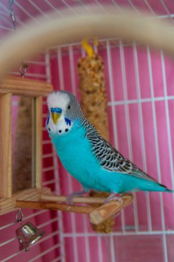 Pembe bir kuş kafesinde tünekte oturmuş aynada kendine bakan canlı mavi muhabbet kuşu. Neşeli bir çevresi olan sevimli bir evcil kuş. Hayvan bakımı, kuş yaşam tarzı ve ev hayvanı içeriği..