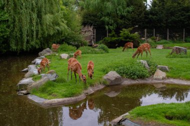 Huzurlu bir nyala antilop grubu yemyeşil bir yaşam alanında sakin bir gölette otluyor. Sakin vahşi yaşam sahnesi yoğun ağaçlar, kayalar ve sudaki yansımalarla çerçevelenmiştir. Prag, Çek Cumhuriyeti