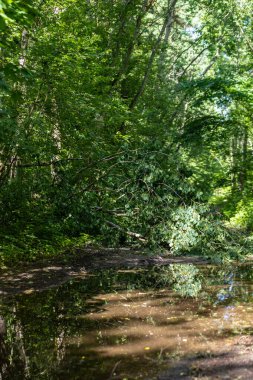 Devrilmiş bir ağaç Tallinn 'deki Merimetsa patikasına yağan yağmurdan sonra çamurlu bir su birikintisine yansıyan bir orman yolunu tıkıyor. Engel, sapma, doğal afetler, ya da açık hava ve çevre kavramındaki vahşi doğa.