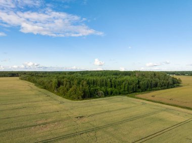 Aerial view of lush Estonian countryside, featuring a vibrant green forest surrounded by golden fields under a clear blue sky. Captures the beauty of rural landscapes. Nature and agriculture concept